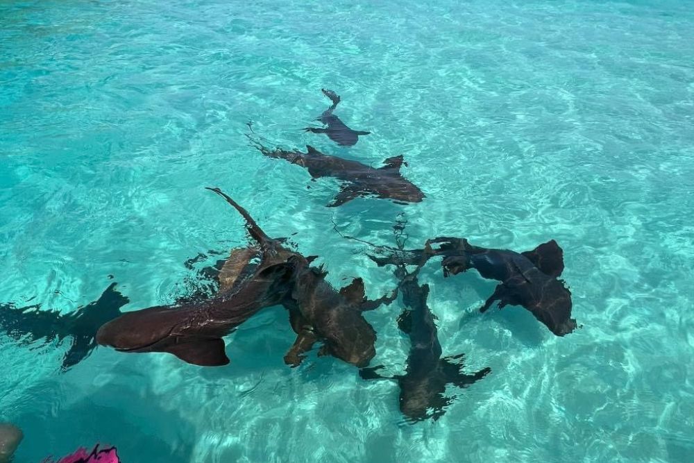 Snorkeler exploring clear tropical water during a long Roatán boat trip
